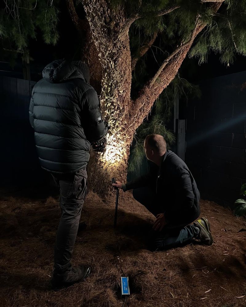 Your Lawn Isn't Getting Enough Sunlight