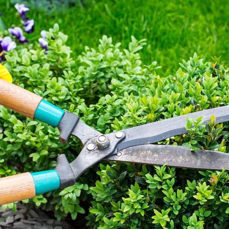 You Cannot Destroy Or Harm The Plant