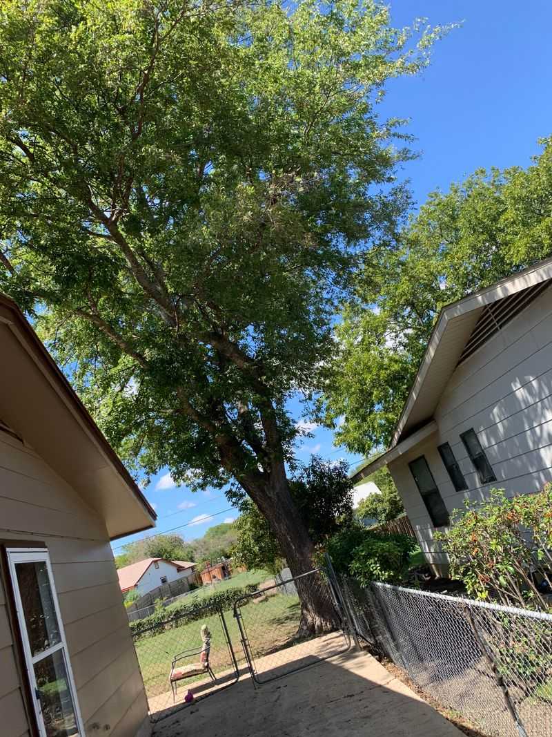 Overhanging Branches Give You Rights