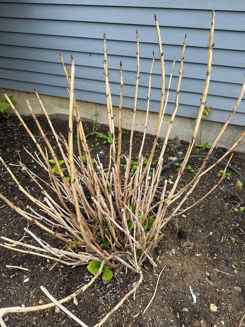 Cold Damage Hits Fresh Cuts Harder In Pacific Northwest Winters