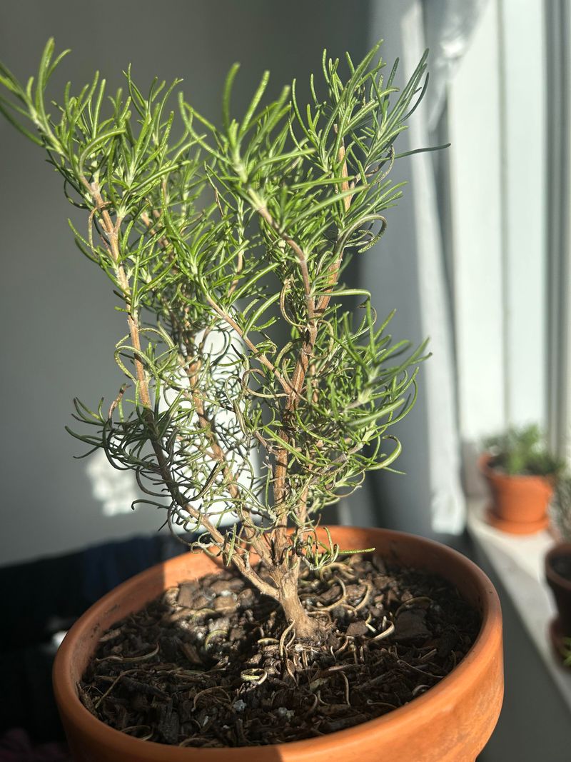 It's Not Getting Proper Sunlight