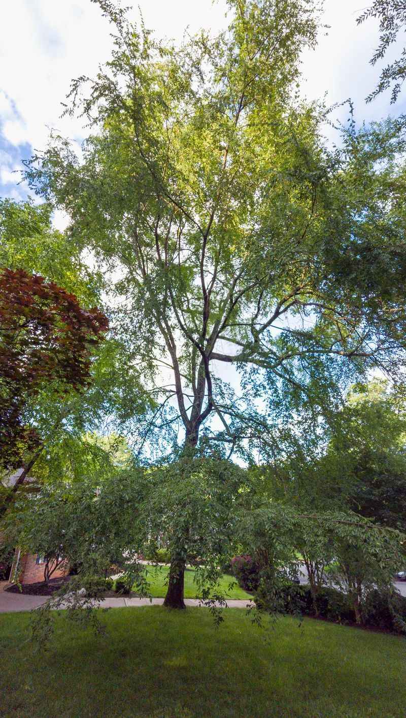 Who Pays For Tree Removal Costs