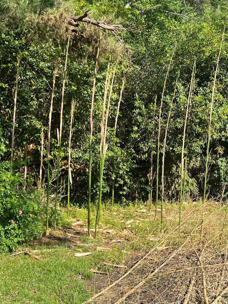 Your Yard Habitat Changes Dramatically