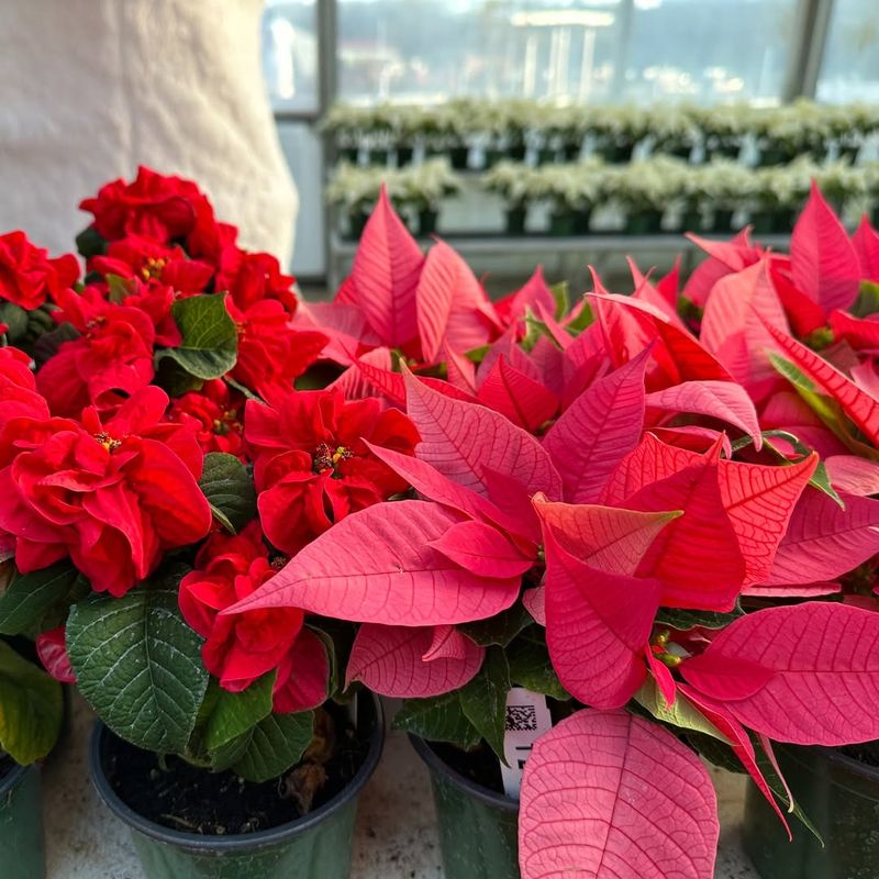 Keep It Watered Through Winter And Spring