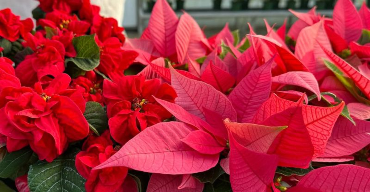Your New Jersey Poinsettia Can Bloom Again Next Year With A Few Easy Steps