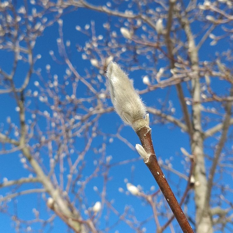 Mild Winter Protected Flower Buds