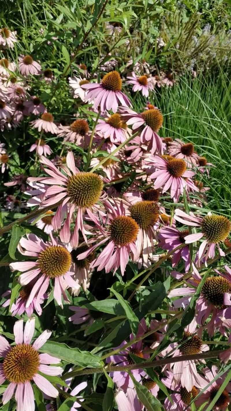 Flowers Are Smaller Than Usual