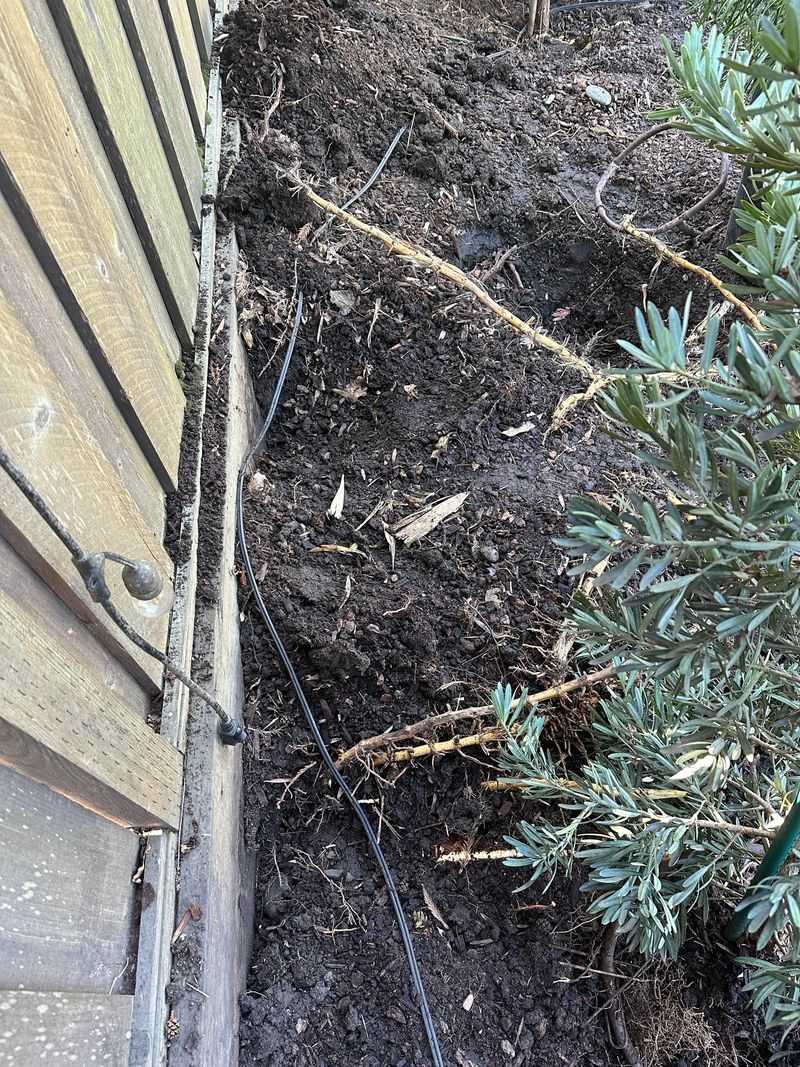 Your Garden Plants Lose the Battle for Resources