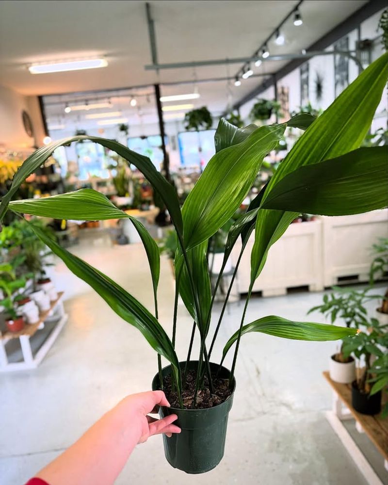 Cast Iron Plant (Aspidistra Elatior)