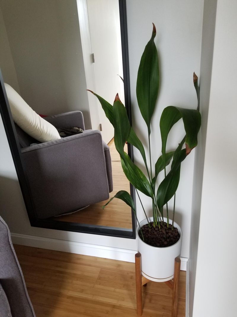 Cast Iron Plant (Aspidistra elatior)