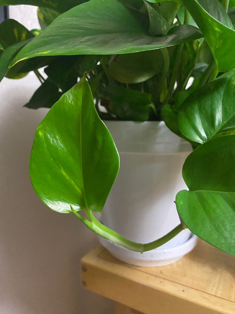 Pothos (Epipremnum aureum)