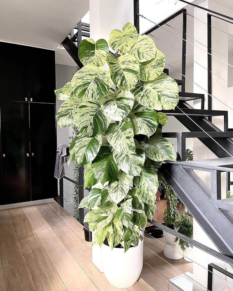 Pothos (Epipremnum aureum)