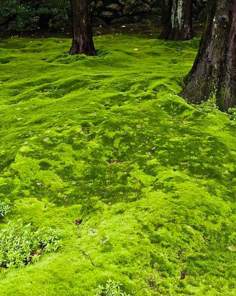 Thrives In Shady Spots Where Grass Fails