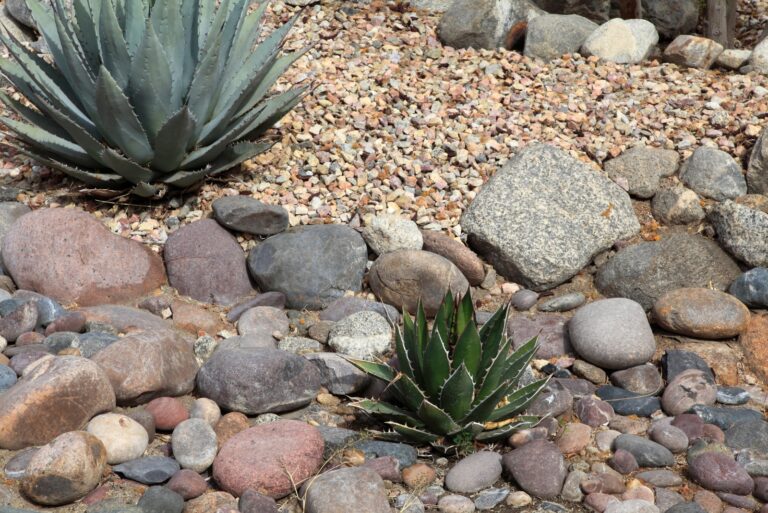 Zero Water Landscaping (featured image)