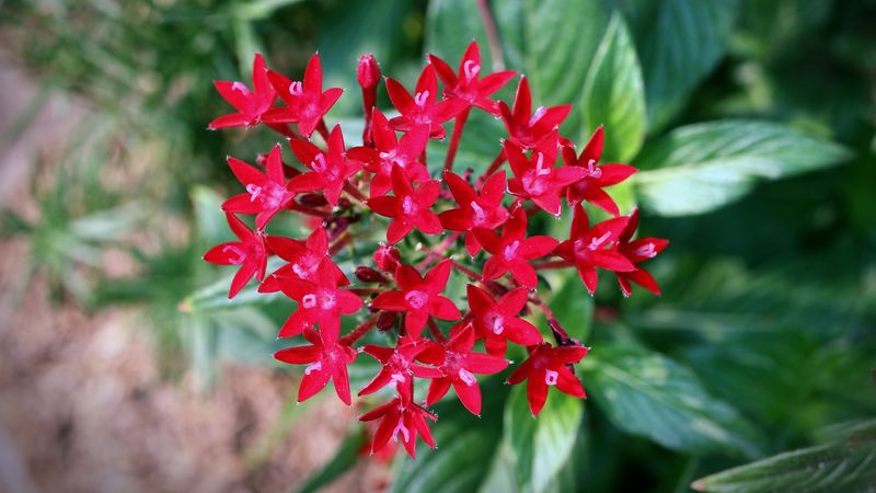 Pentas: Star-Shaped Flowers That Shine In Brutal Sun