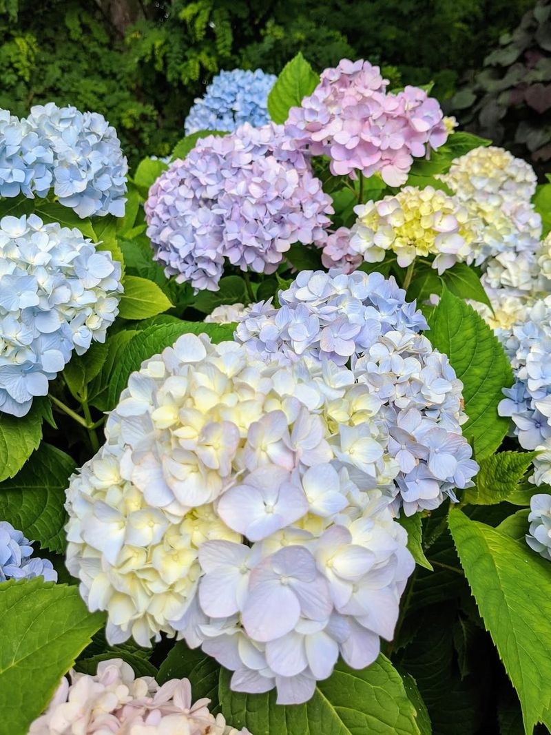 Hydrangeas Transform Shady Corners