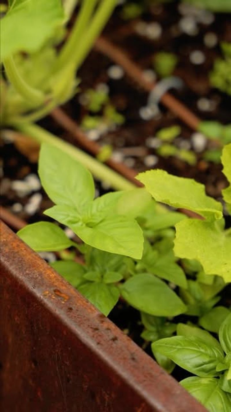 Herbs (Basil and Cilantro)