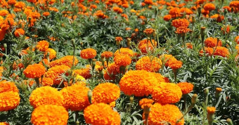 Marigolds