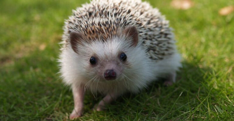 cute hedgehog in garden