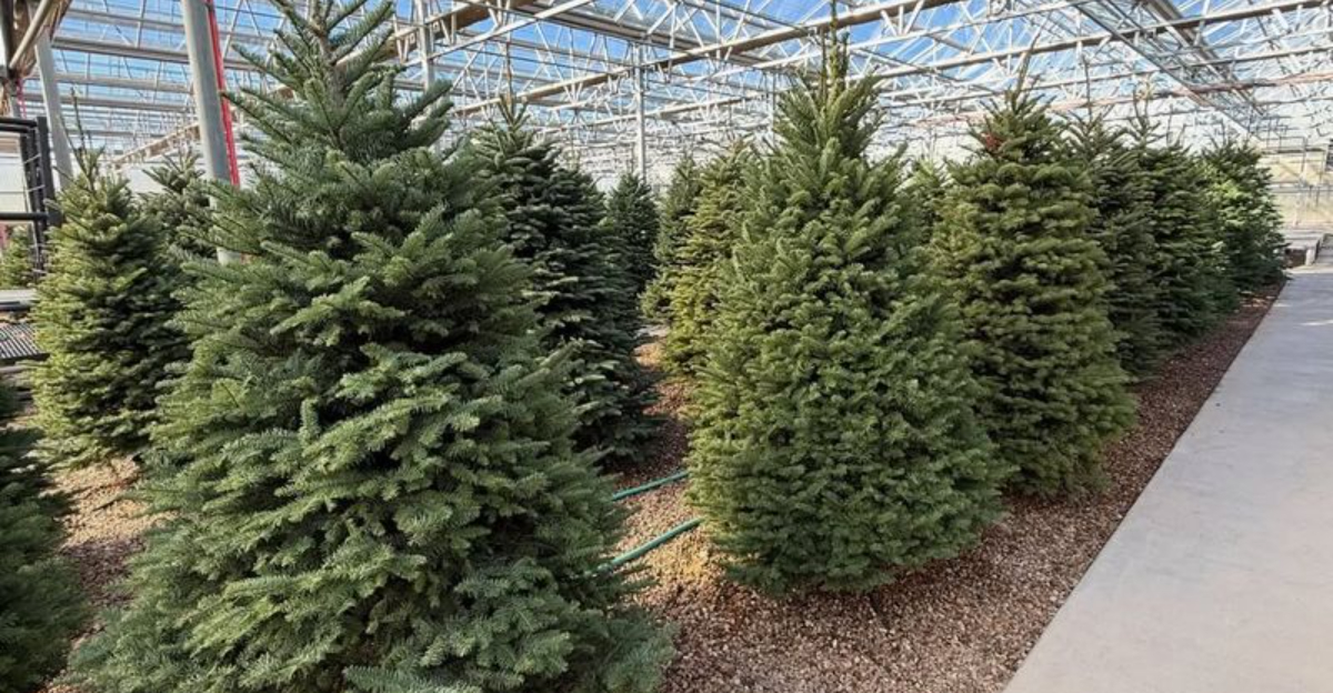 ‘A Perfect Place To Grow Evergreens’ — How Oregon Is Holding Its Lead As The Nation’s Christmas Tree Capital