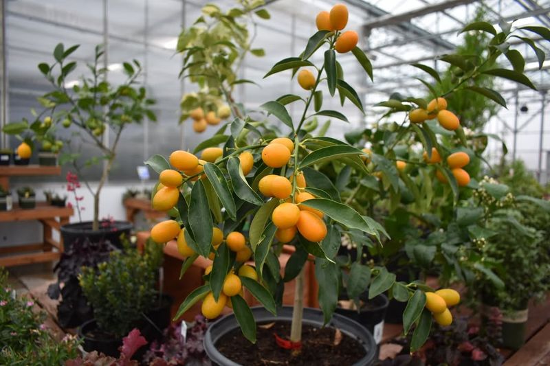 #2 Provide Plenty Of Bright Sunlight Daily