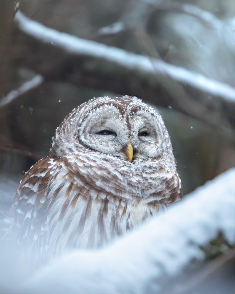 2. Loss Of Natural Forest Habitat