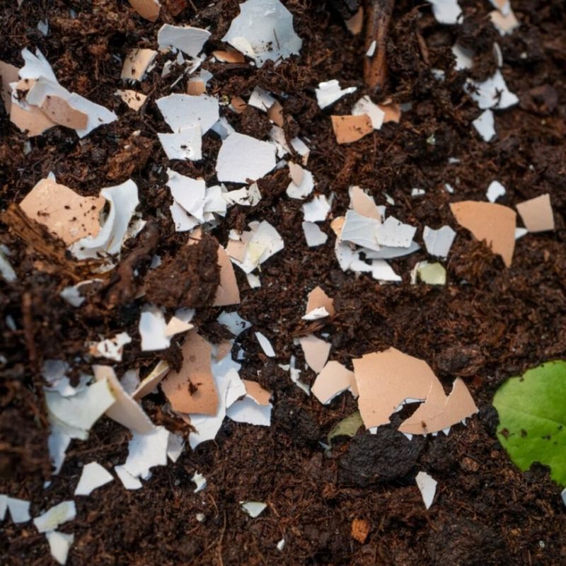 2. Crushed Eggshells