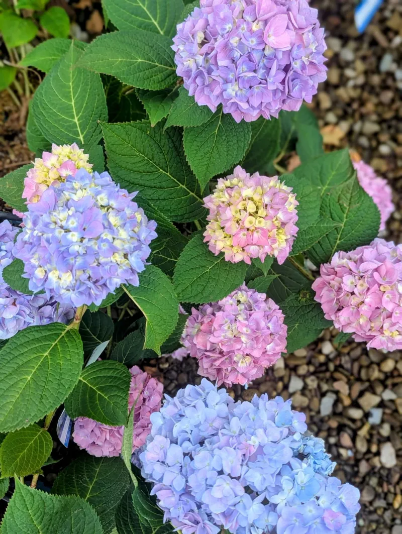 2. Hydrangea