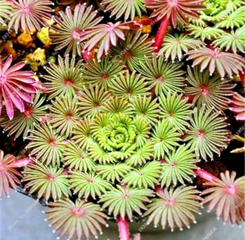 2. Water When The Top Inch Of Soil Feels Dry