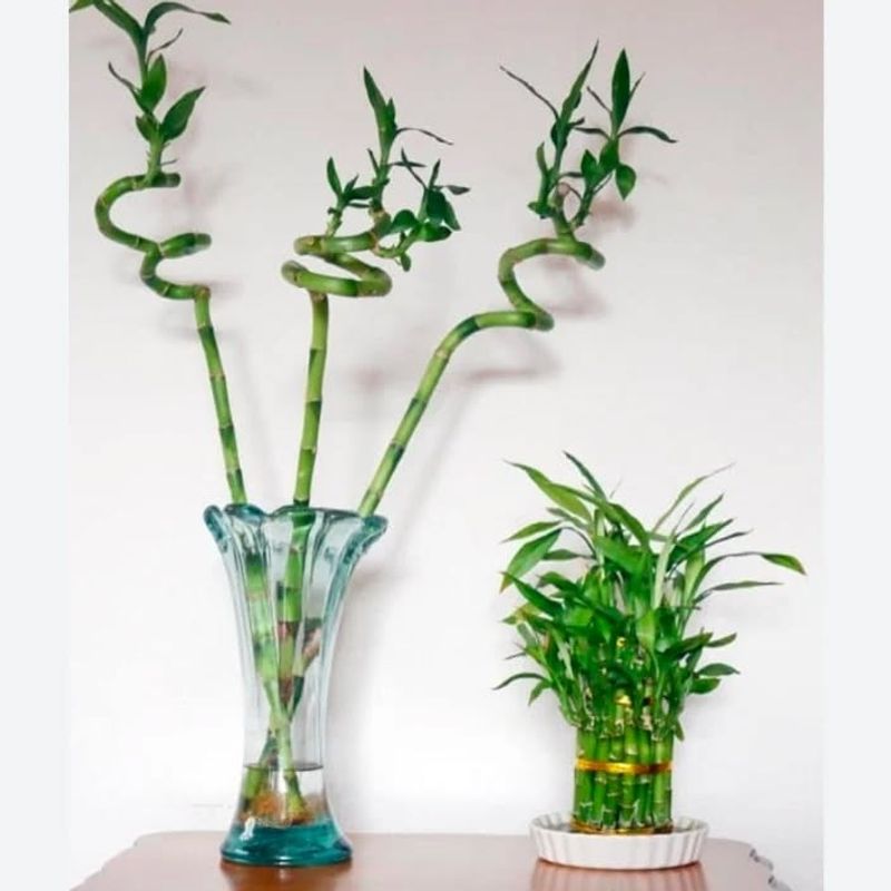 2. Lucky Bamboo