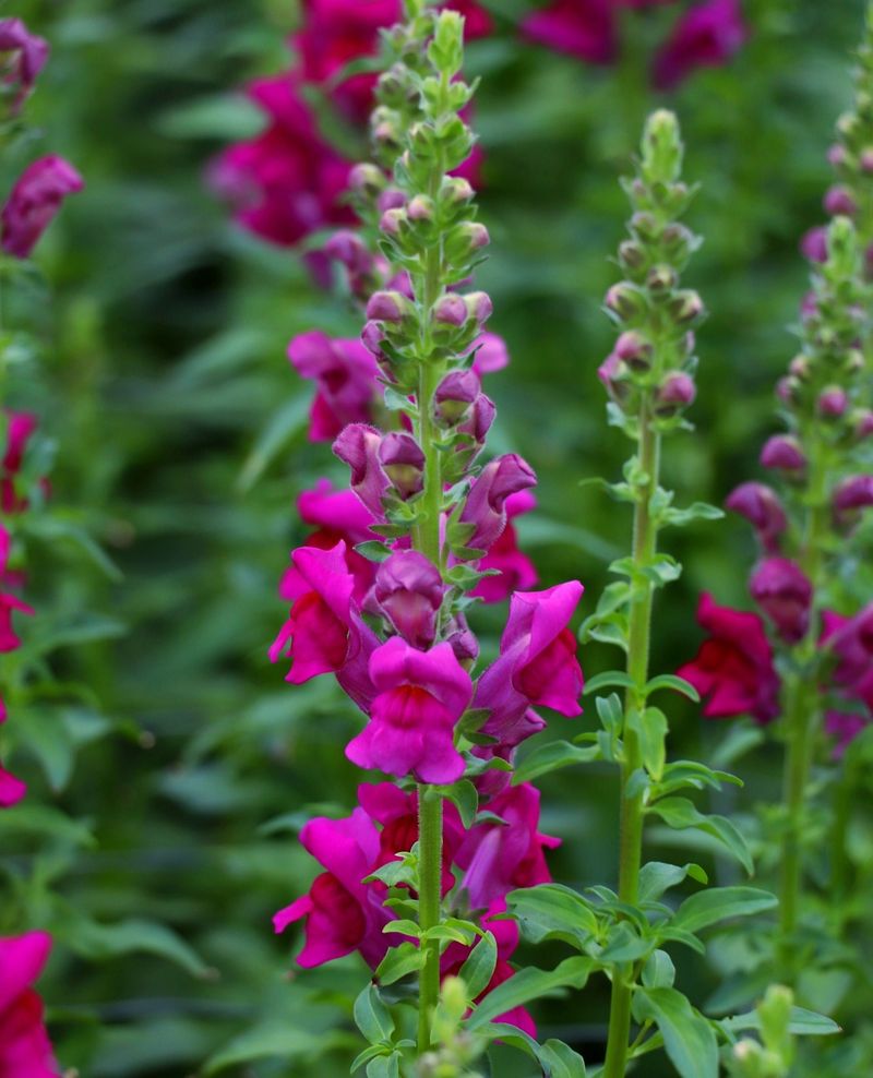 2. Snapdragons