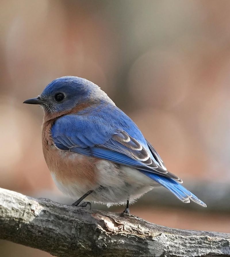 The Eastern Bluebird