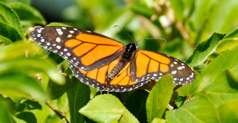 The Monarch Butterfly