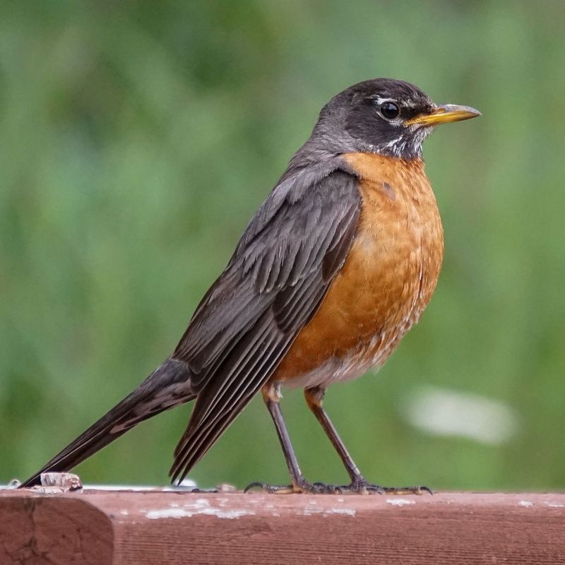 American Robin