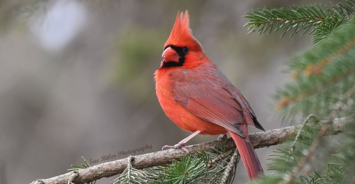 bird (featured image)