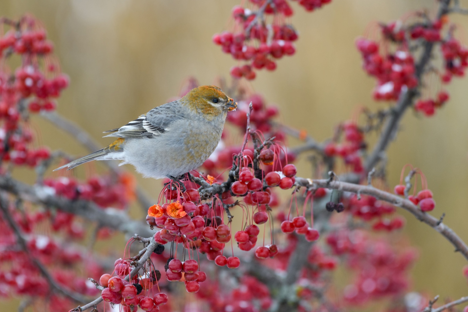 bird eating berries