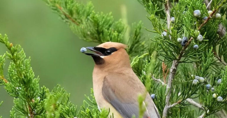 bird on eastern red cedar