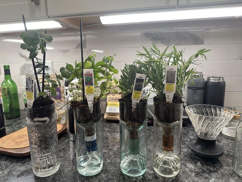 Wine Bottle Herb Planters Hanging From Fire Escapes