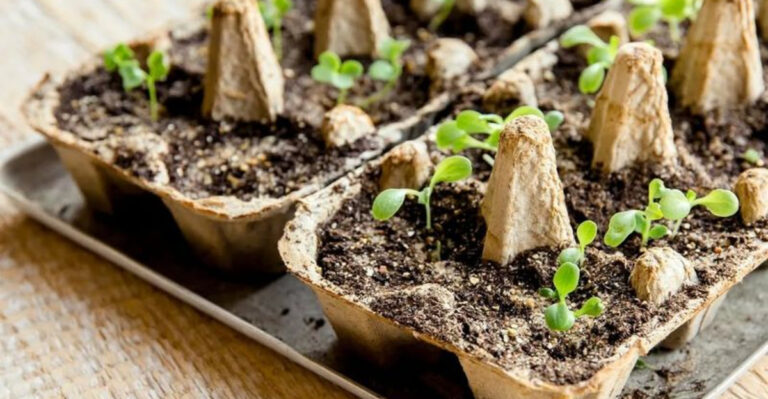 egg carton seed starting