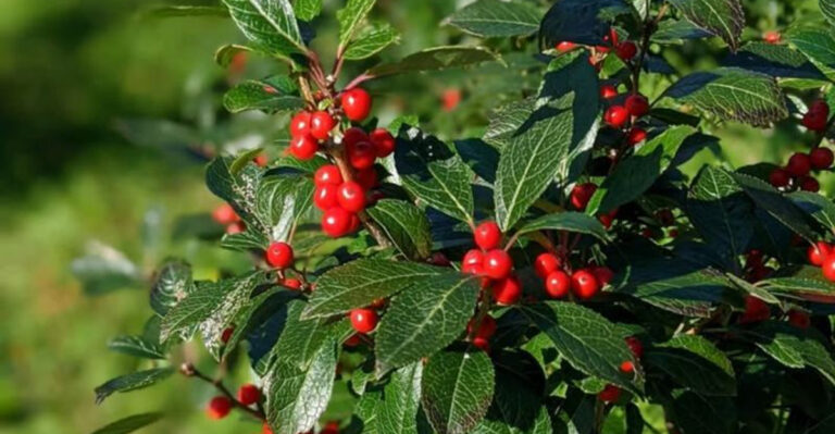 winterberry holly