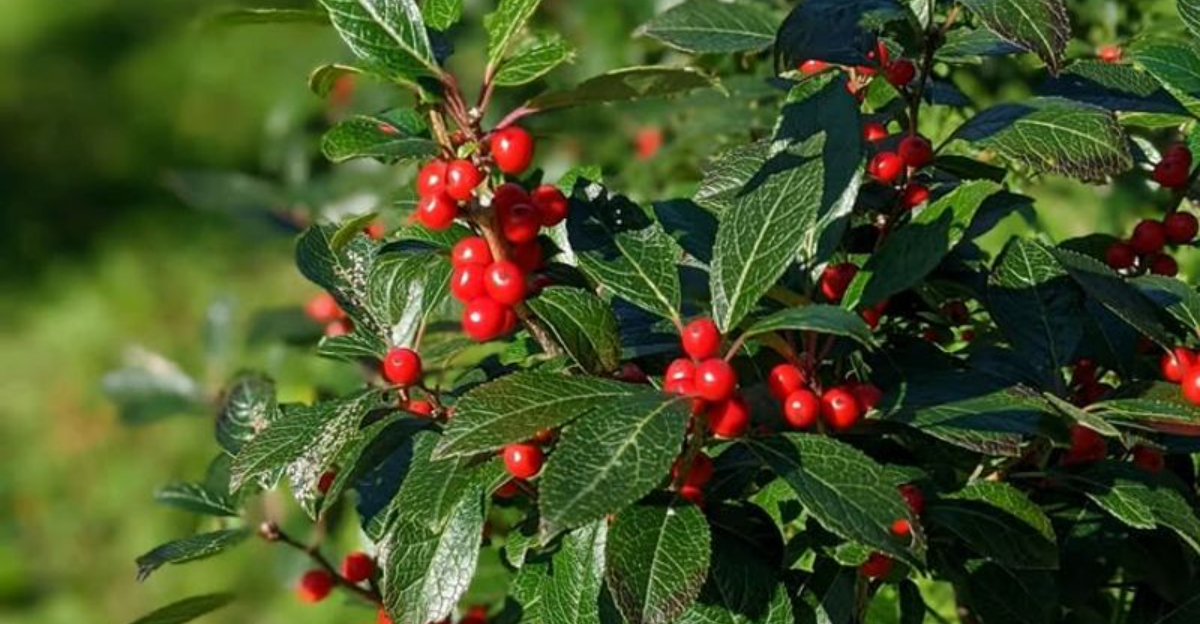 winterberry holly