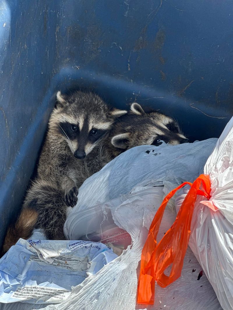 Trash Cans Tipped Over and Contents Scattered