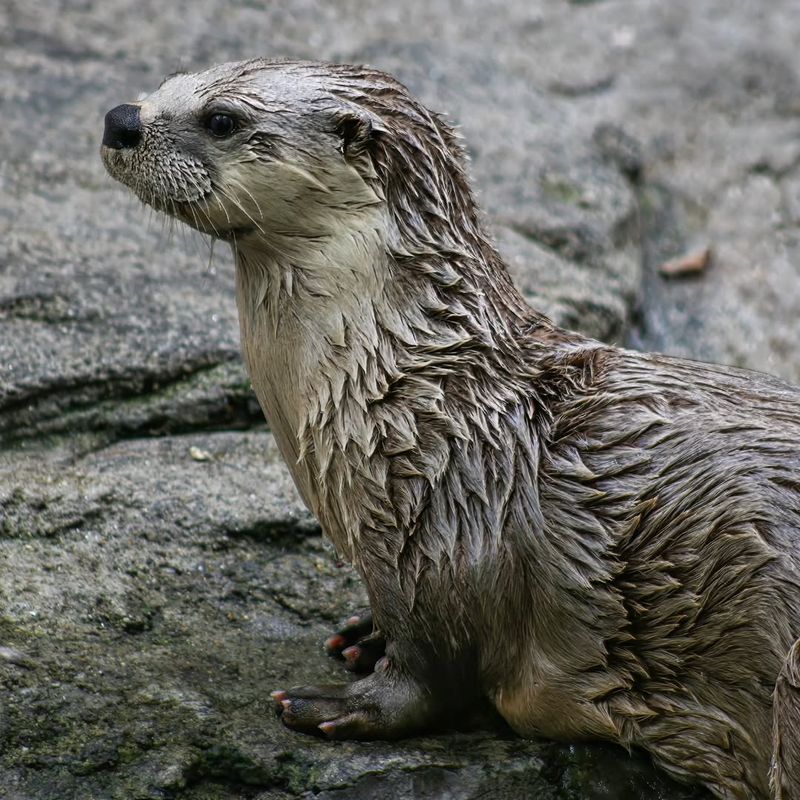 Muddy Slide Marks Near Water Features
