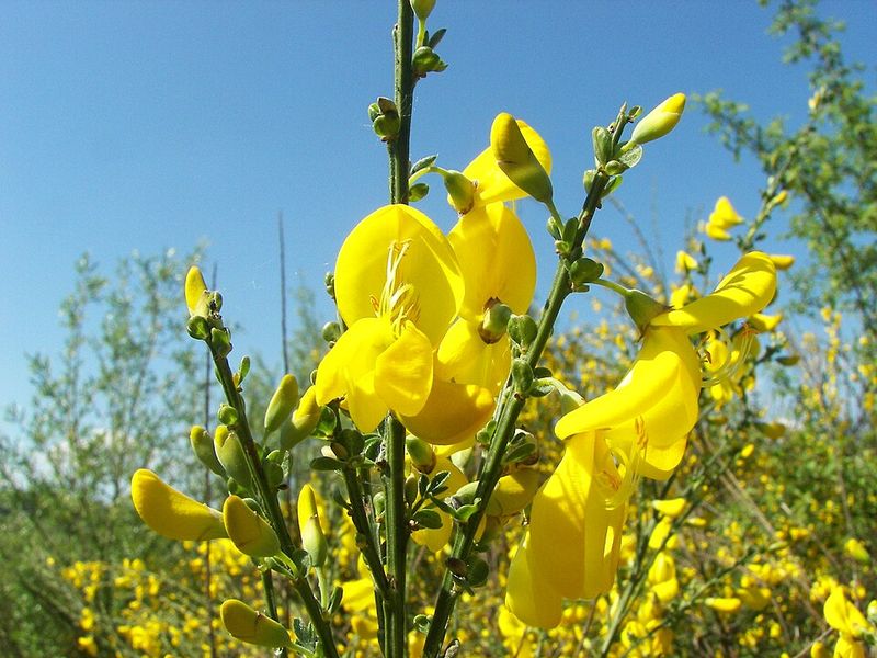 Scotch Broom