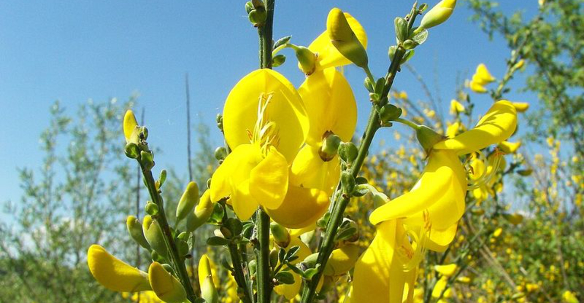 10 Common Garden Plants That Are Illegal Or Could Be Banned In Oregon