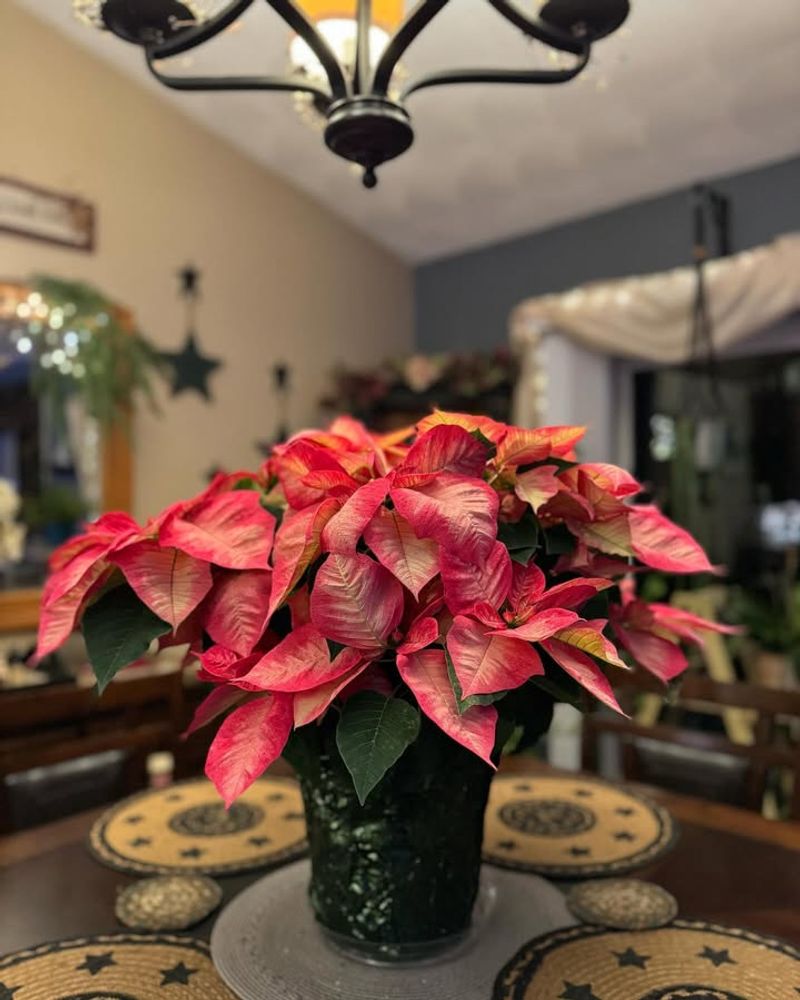 Overwatering In Florida's Humid Climate