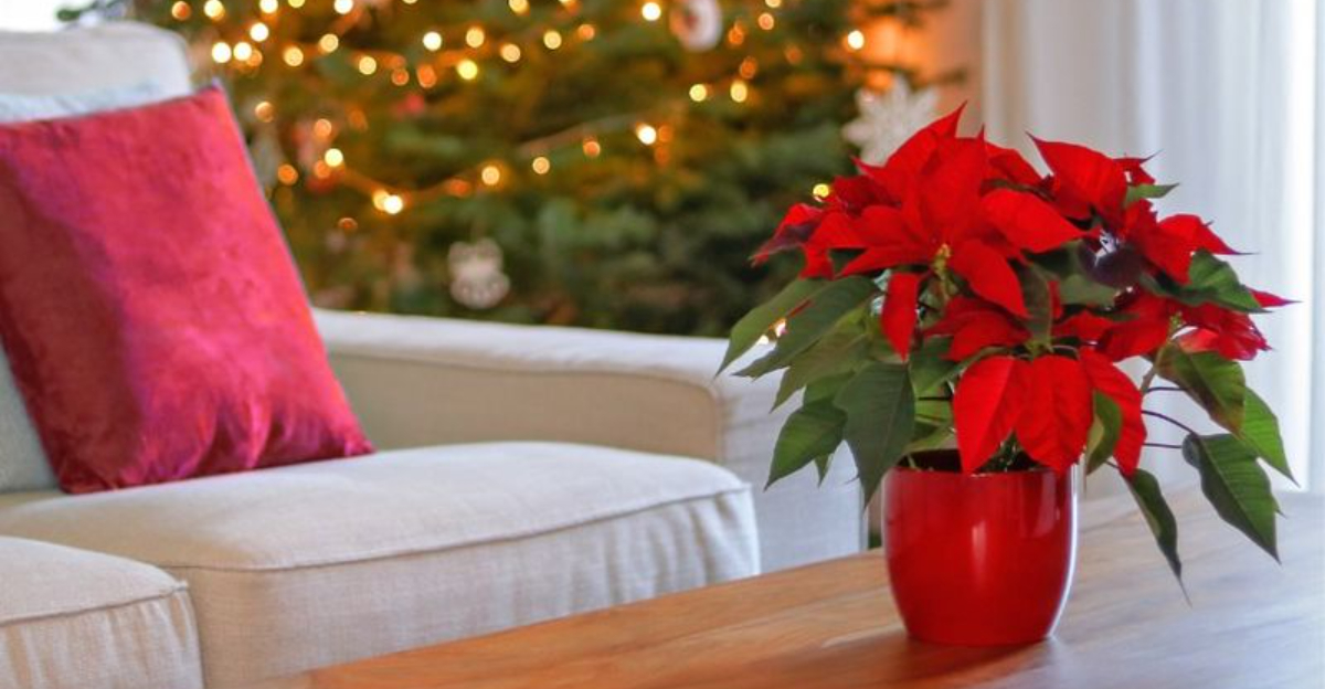 10 Common Mistakes Florida Homeowners Make When Caring For Holiday Poinsettias