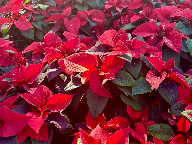 Placing Poinsettias In Direct Arizona Sunlight