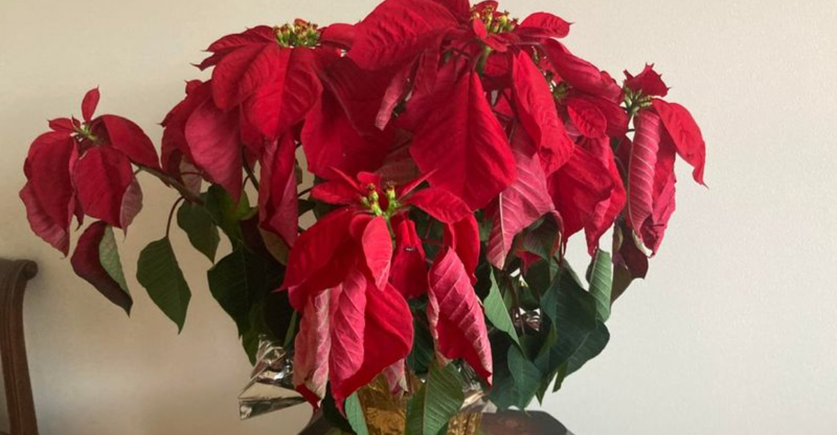 10 Common Poinsettia Care Mistakes Arizona Homeowners Make During The Holidays