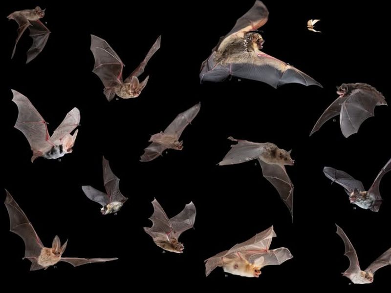 Bats (All Native Bat Species)